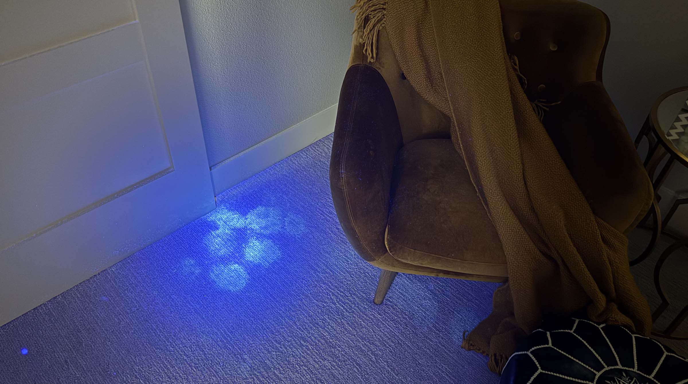 Best UV Flashlight for Pet Stain Detection: Dogs and Cats